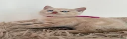British Shorthair cats for sale: Sought after cream kittens - Advert 14