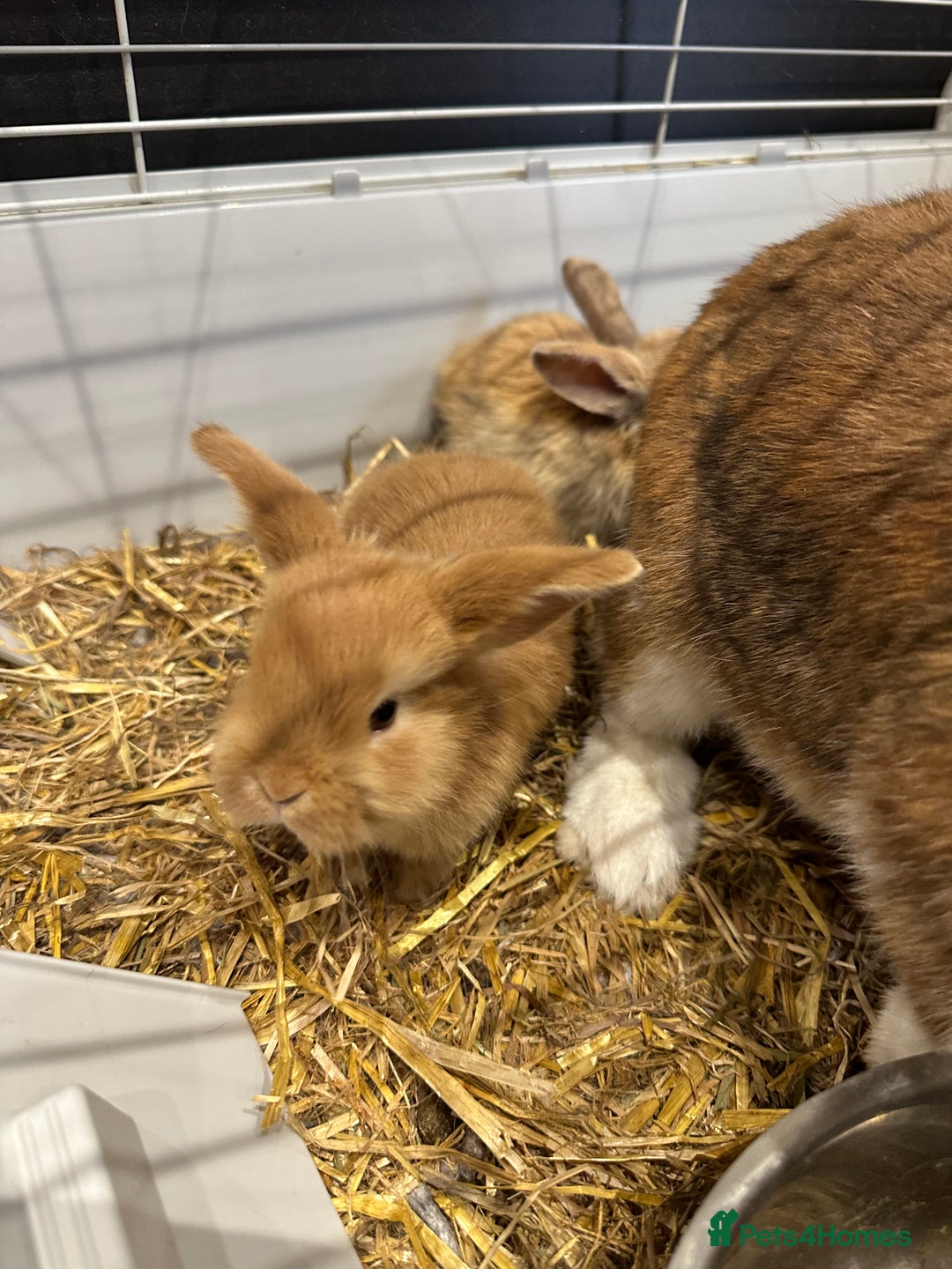 Mini Lop rabbits for sale: Mini lop babies for sale. Ready October 18th - Image 6