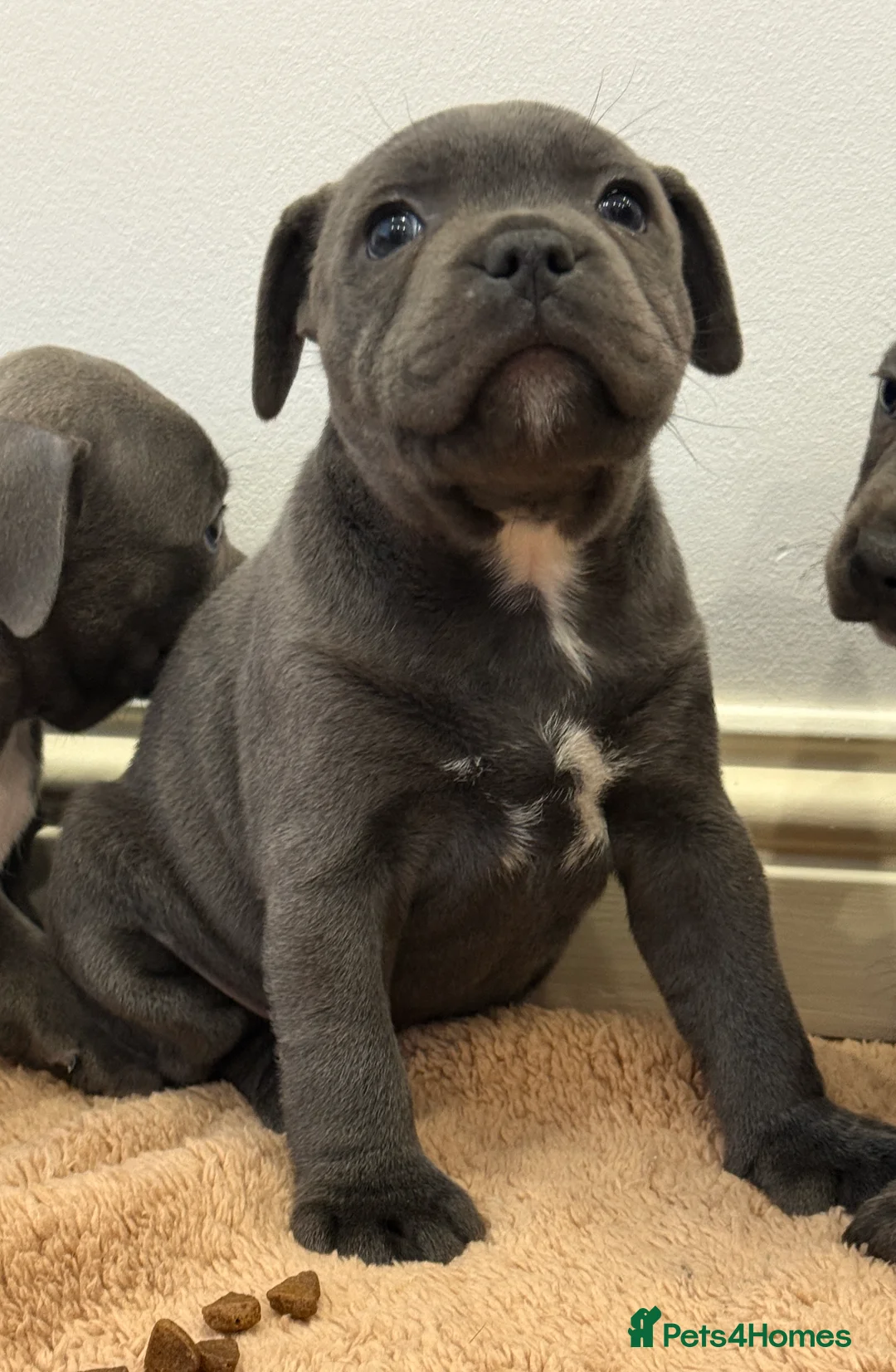 Staffordshire Bull Terrier dogs for sale: ❗️Adorable Staffy Puppies for Sale❗️ - Advert 16