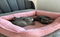 British Shorthair cats for sale: British shorthair kittens - Image 15