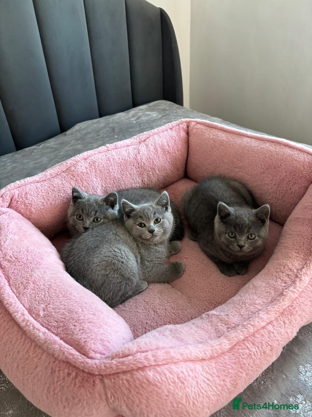 British Shorthair cats for sale: British shorthair kittens - Image 15