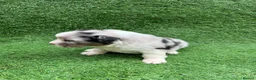 Australian Shepherd dogs for sale: Australian Shepherd Puppies  - Advert 28