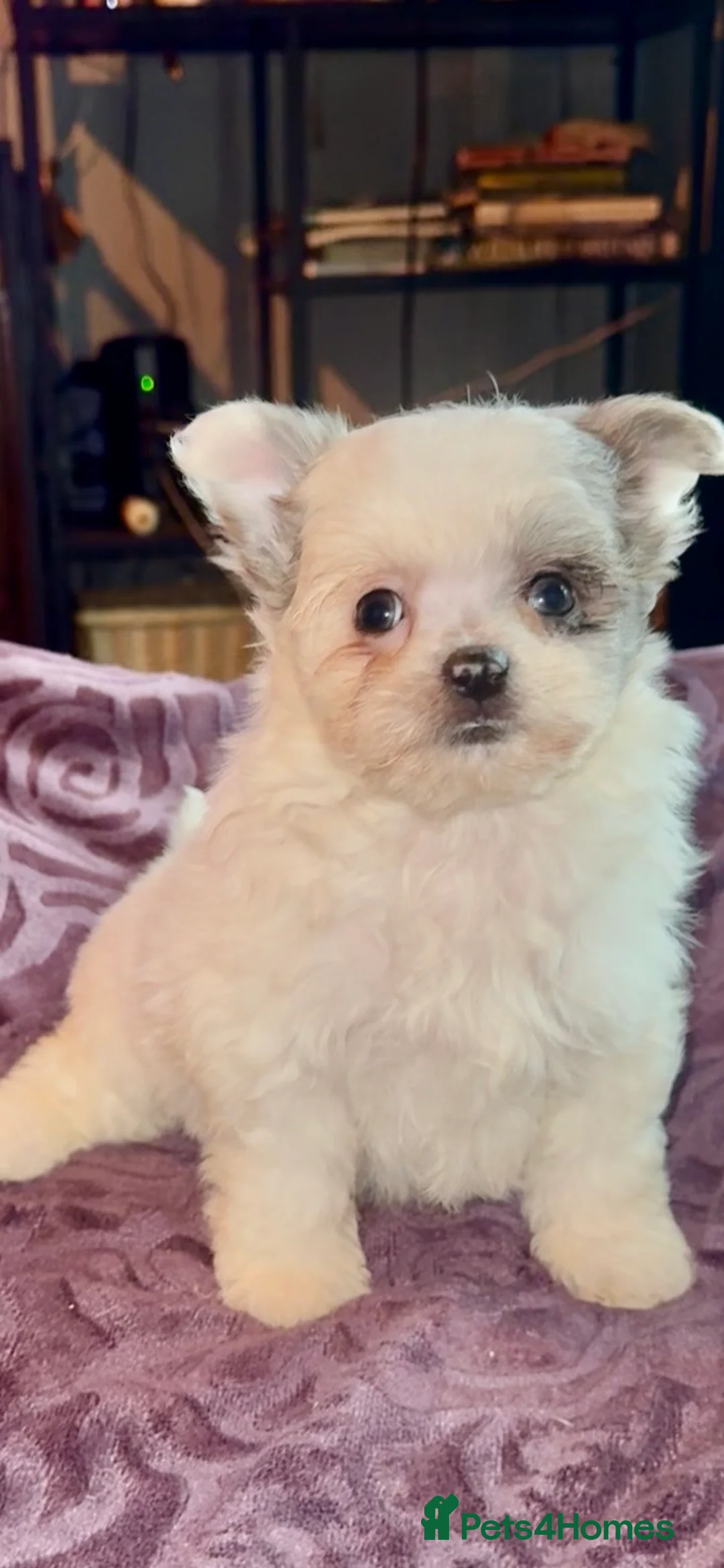 Mixed Breed dogs for sale: Maltipoo babies ready now..  - Advert 5