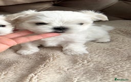 Maltese dogs for sale: 🌟Stunning Tiny Korean Maltese KC Reg🌟 - Advert 32