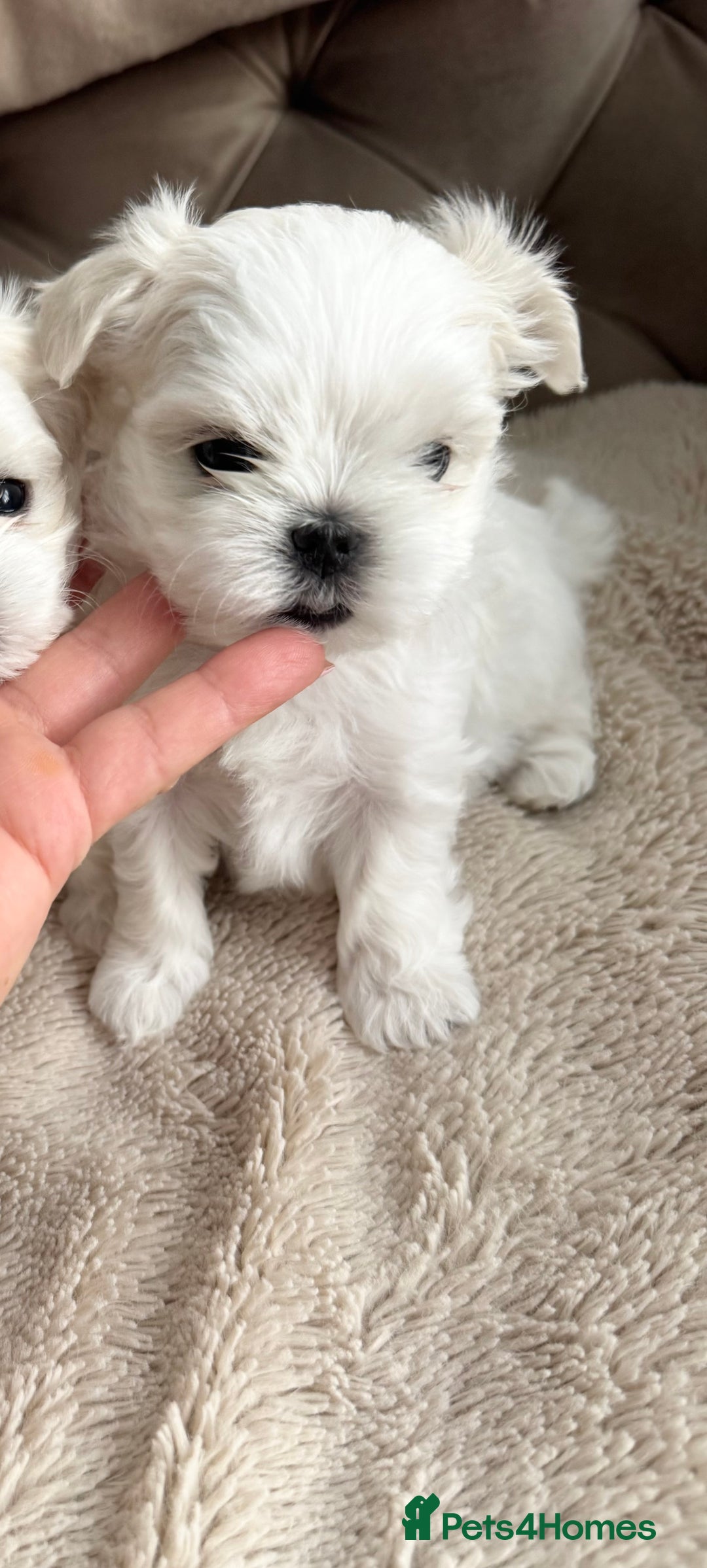 Maltese dogs for sale: 🌟Stunning Tiny Korean Maltese KC Reg🌟 - Advert 32
