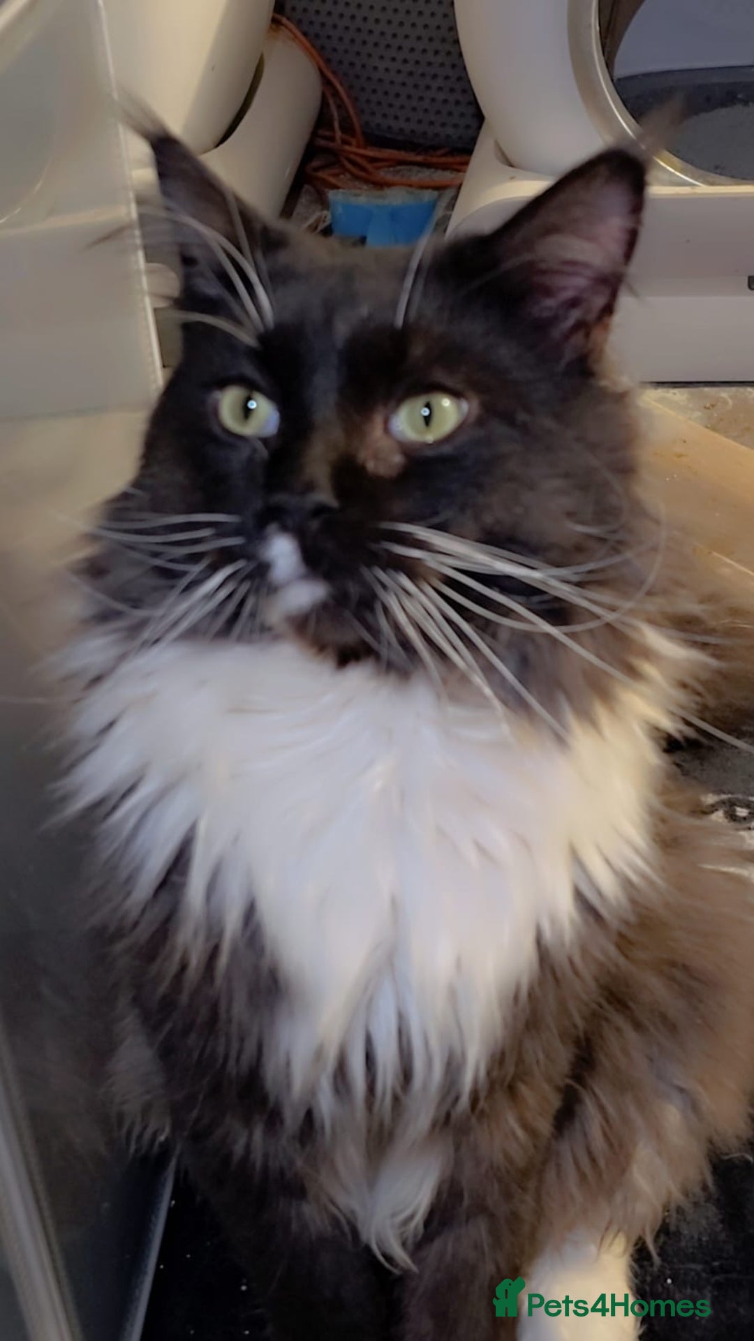 Maine Coon cats for sale: Mainecoon boy xx large  - Advert 20