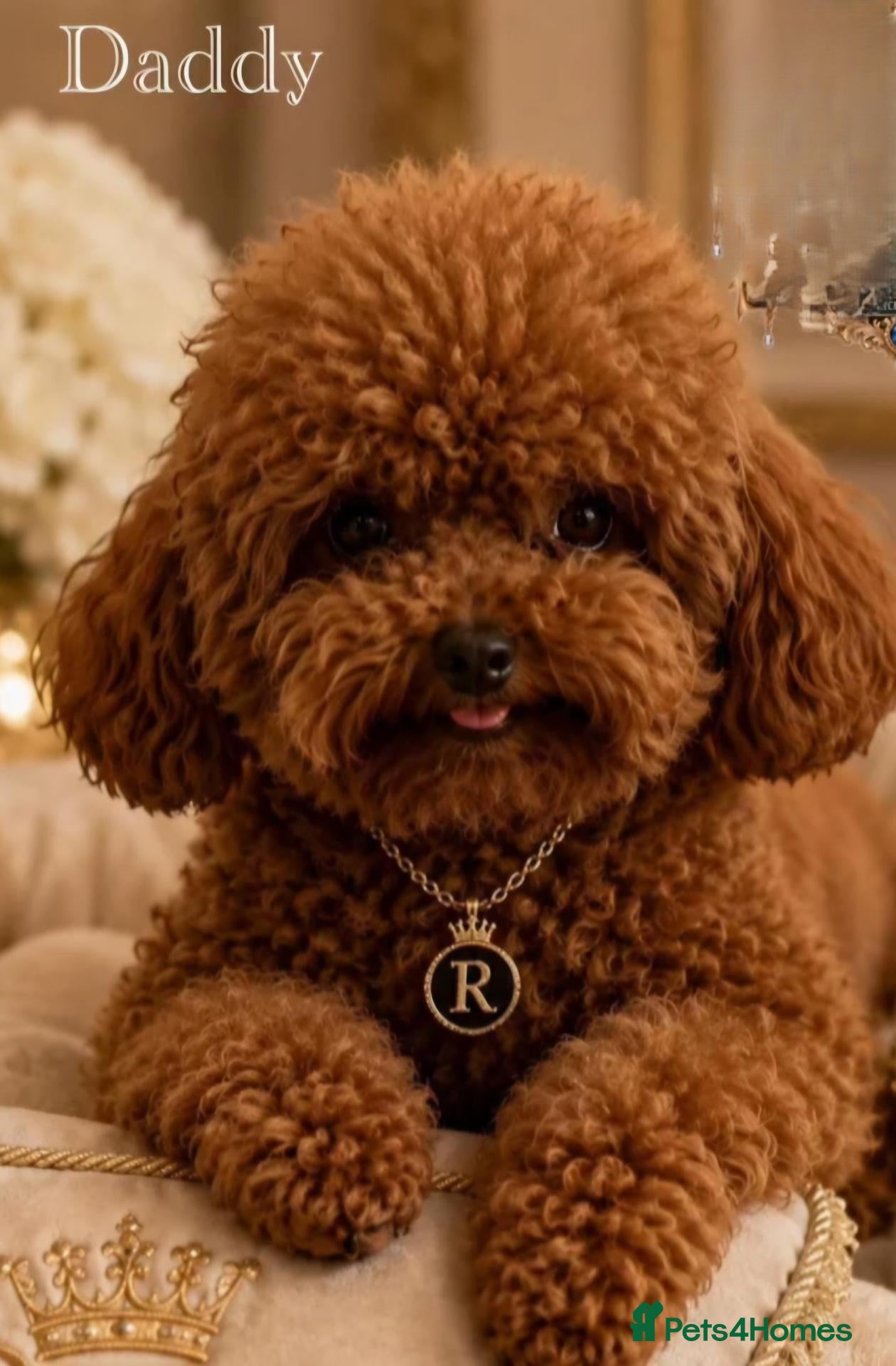 Toy Poodle dogs Asian Toy Poodle - Advert 1