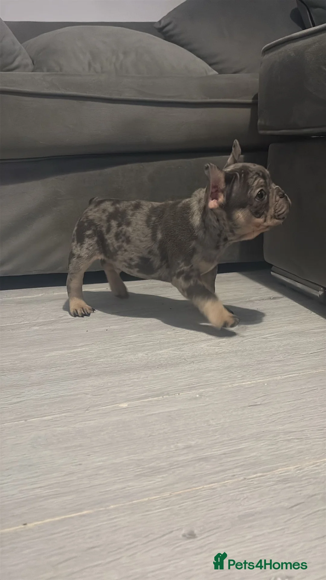 French Bulldog dogs for sale: French bulldog puppies  - Advert 5