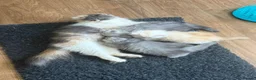 Persian cats for sale: Persian Kittens Looking for Loving Forever - Advert 1