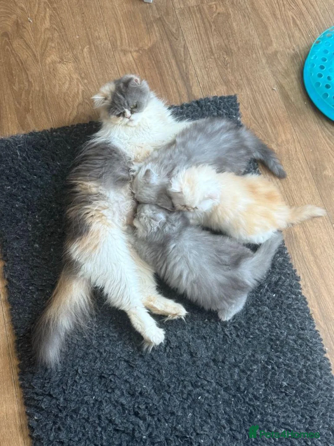Persian cats for sale: Persian Kittens Looking for Loving Forever - Advert 1