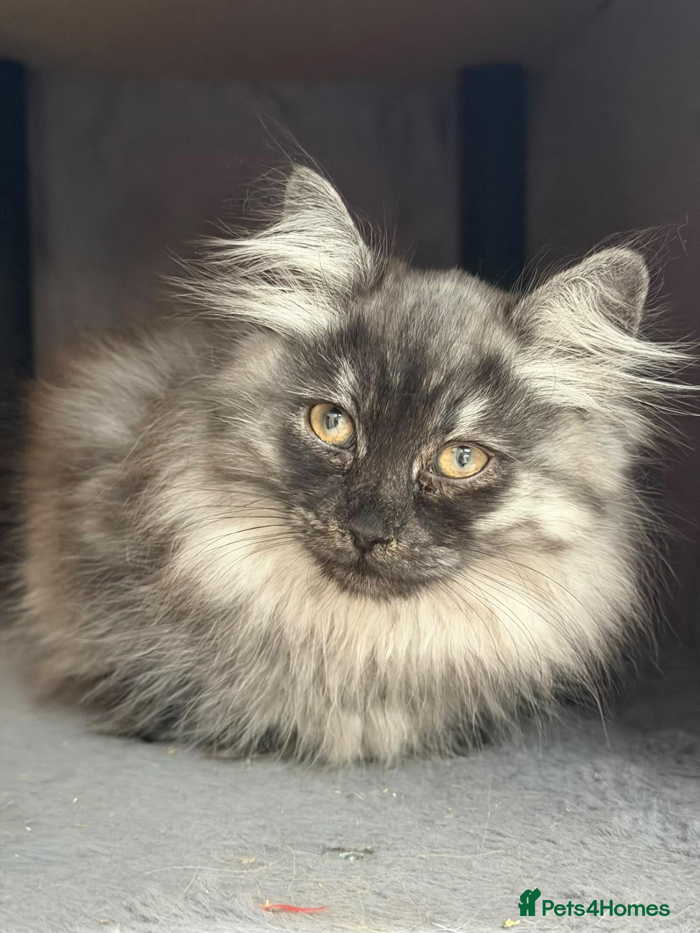 Siberian cats TICA Registered Pedigree Siberian kittens - Advert 1