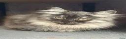 Siberian cats for sale: TICA Registered Pedigree Siberian kittens - Advert 1