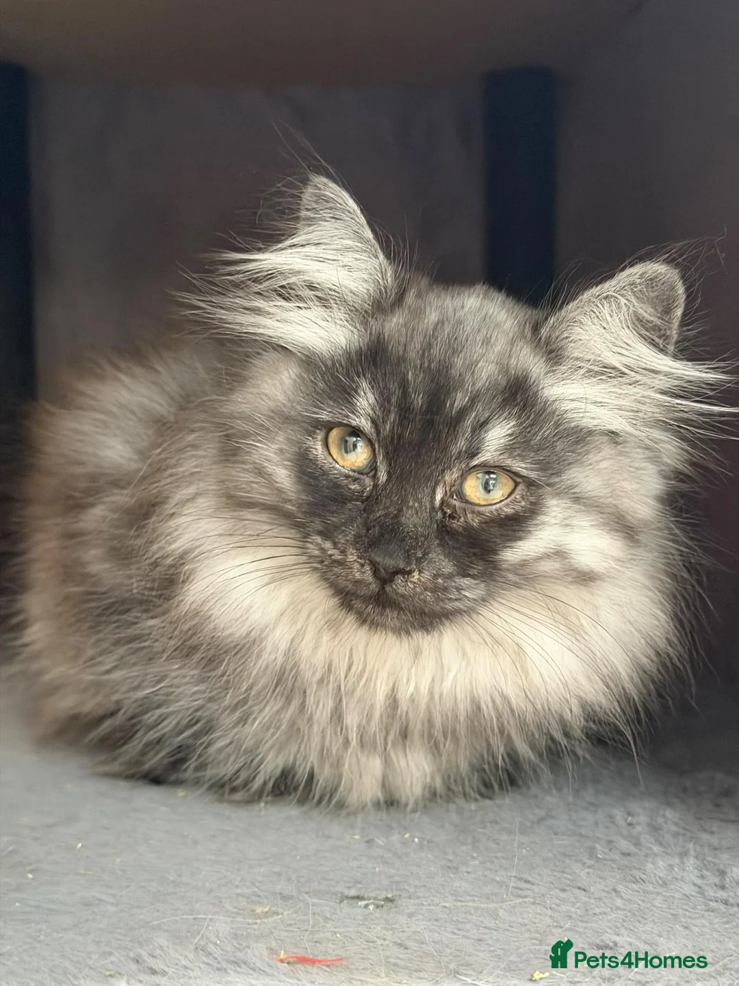 Siberian cats for sale: TICA Registered Pedigree Siberian kittens - Advert 1