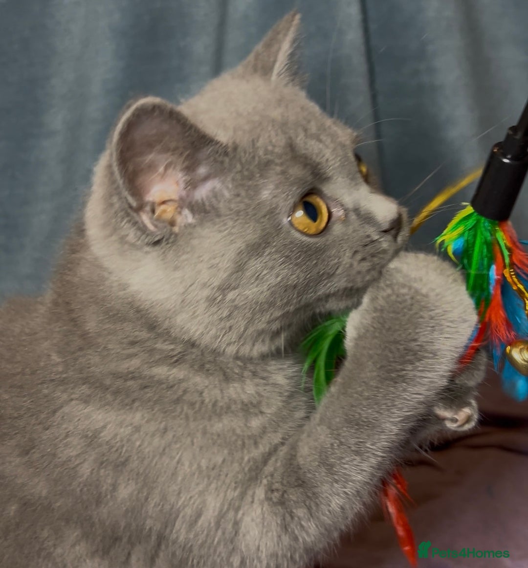 British Shorthair cats for sale: Blue & Fawn Boys & Girls - Image 26
