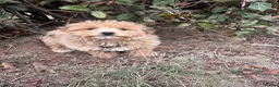 Maltipoo dogs for sale: Maltipoo Puppies for Sale  in London - Advert 3