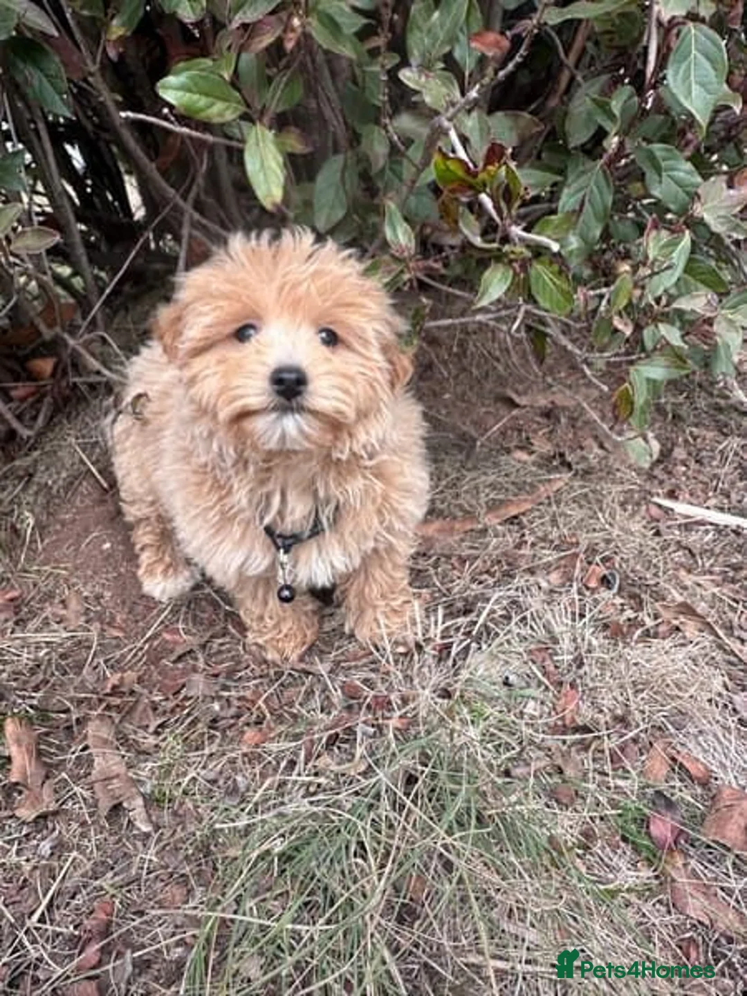 Maltipoo dogs for sale: Maltipoo Puppies for Sale  in London - Advert 3