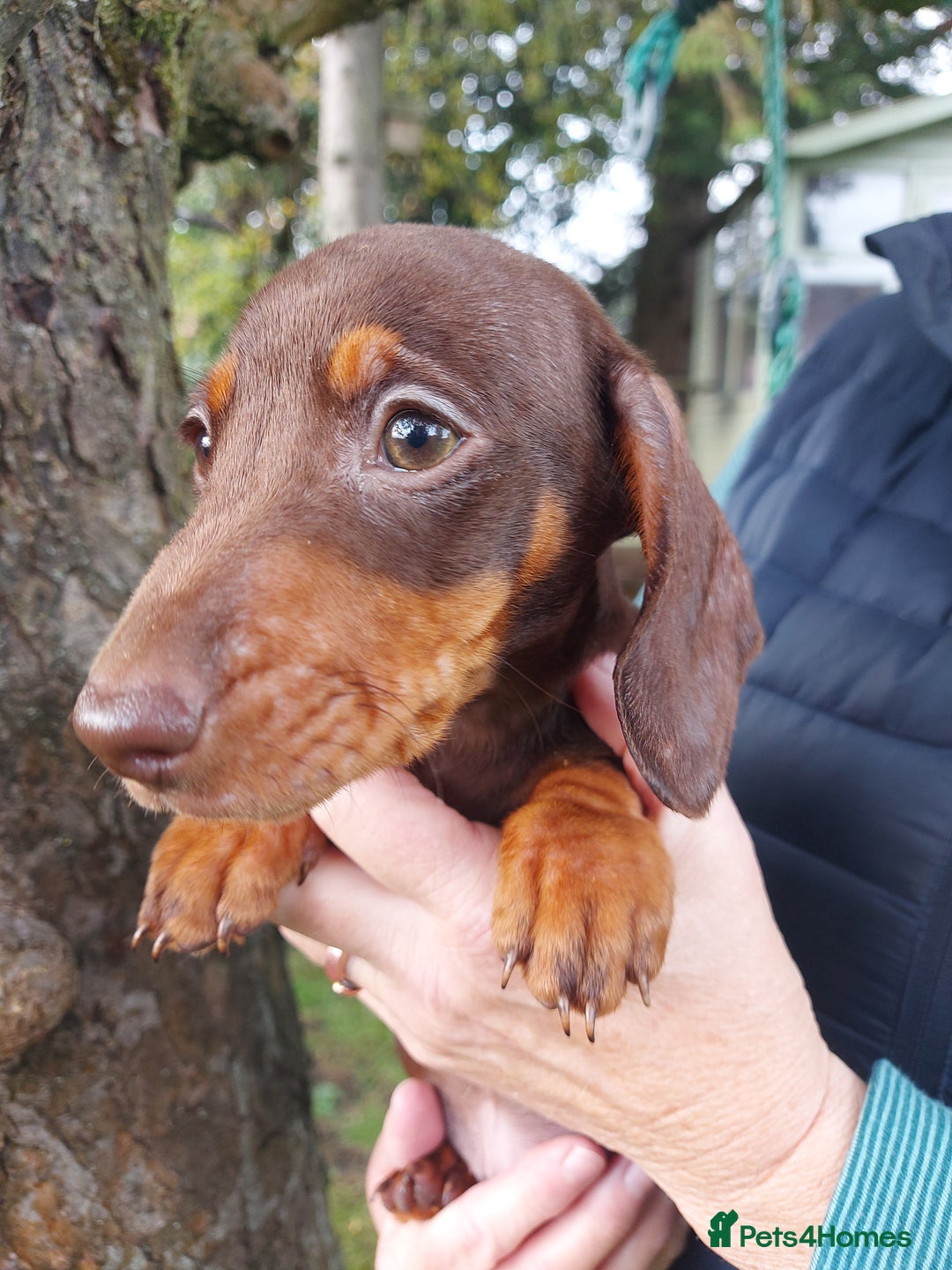 Miniature Dachshund dogs for sale: Beautiful litter of 6 true to type miniature pups. - Image 36