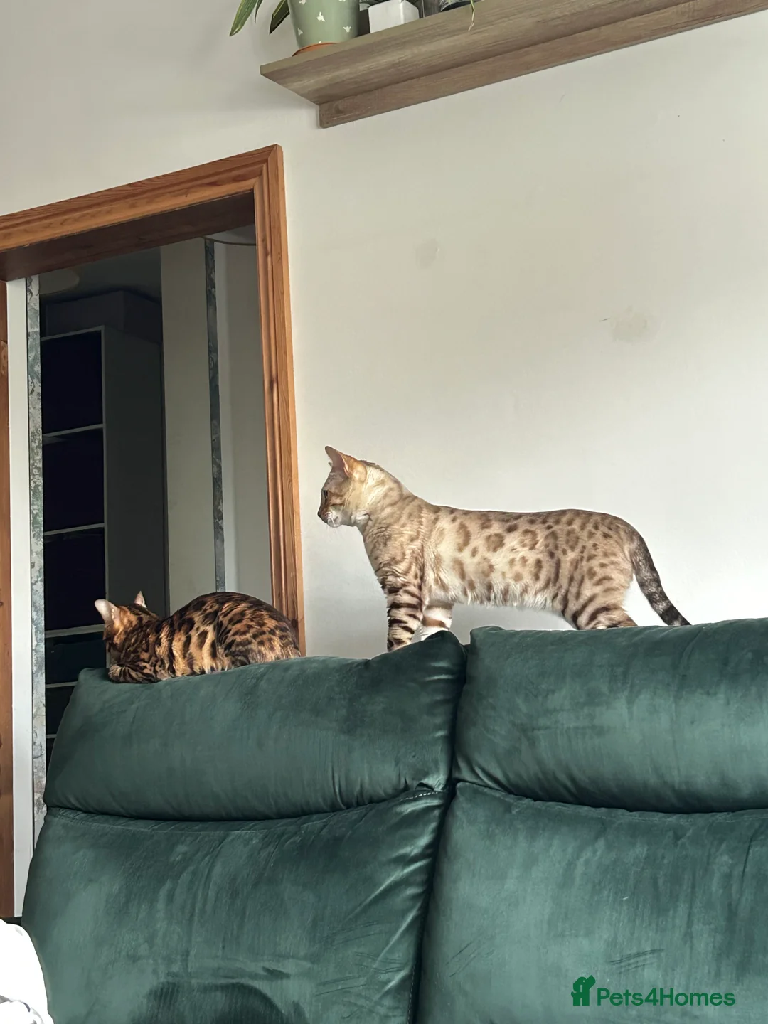 Bengal cats for stud: Beautiful bengal for stud in Hull - Advert 5