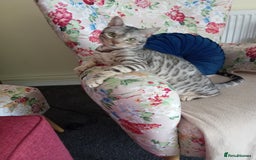 Bengal cats for sale: Silver spotted female Bengal cat  - Advert 1