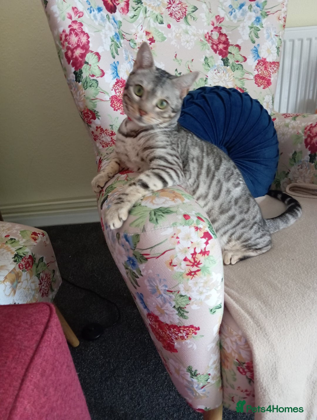 Bengal cats for sale: Silver spotted female Bengal cat  - Advert 1