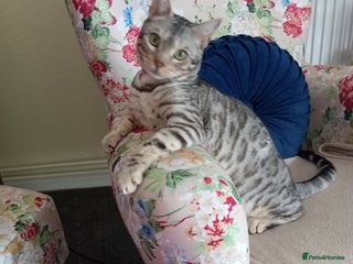 Bengal cats - Advert 20