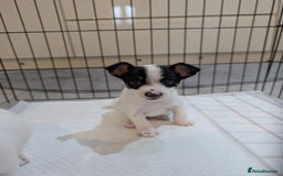 Jack Russell dogs for sale: Gorgeous miniature Jack Russell puppies  - Image 9