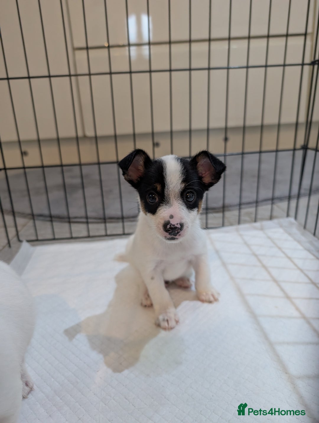 Jack Russell dogs for sale: Gorgeous miniature Jack Russell puppies  - Image 9