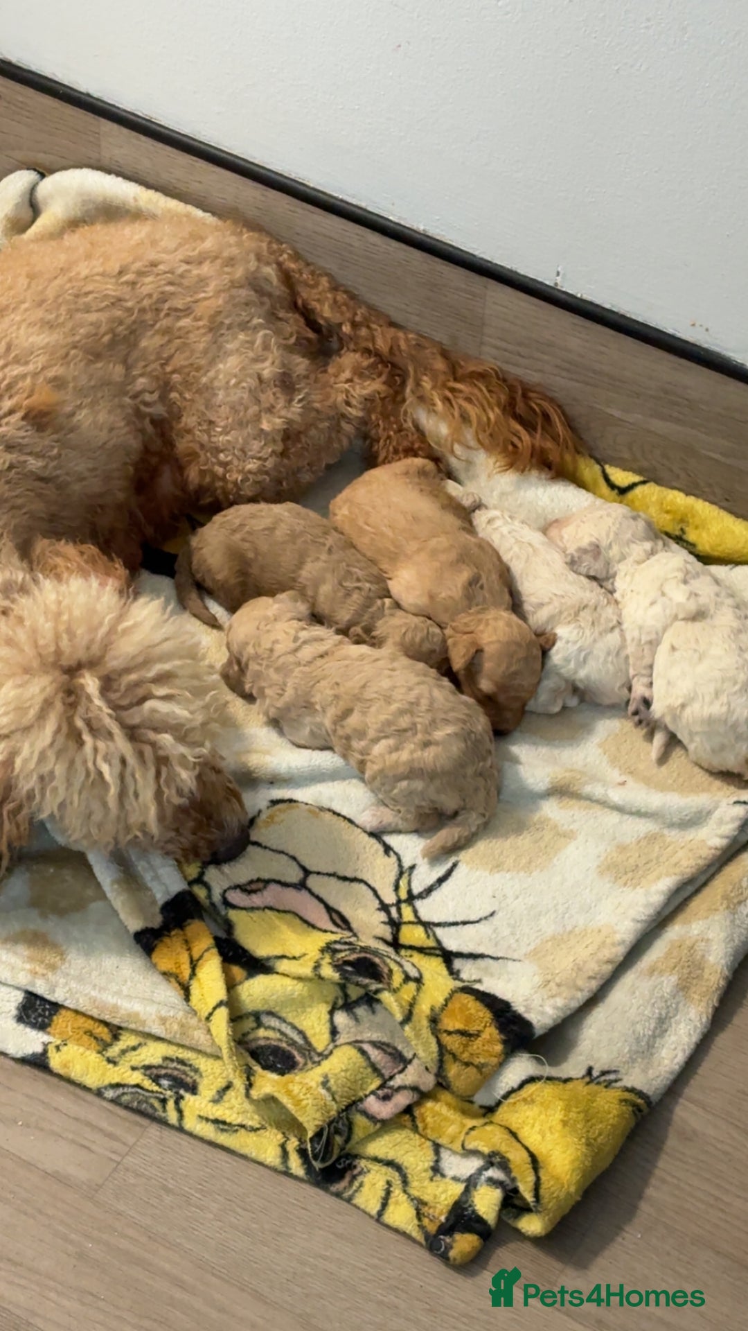 Poochon dogs for sale: Poochon puppies  - Image 1