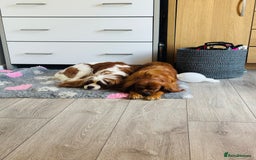 Cavalier King Charles Spaniel dogs for sale: Looking to Rehome my beloved girls. - Image 2