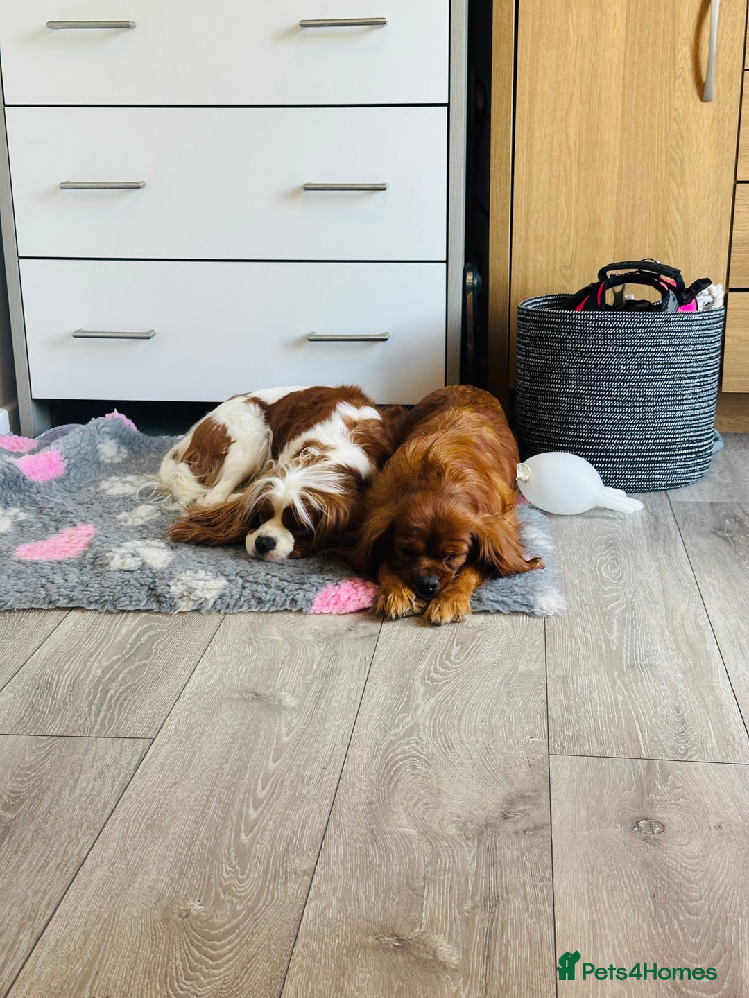 Cavalier King Charles Spaniel dogs for sale: Looking to Rehome my beloved girls. - Image 2