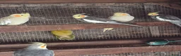 Mixed Breed birds for sale: Birds  - Advert 5
