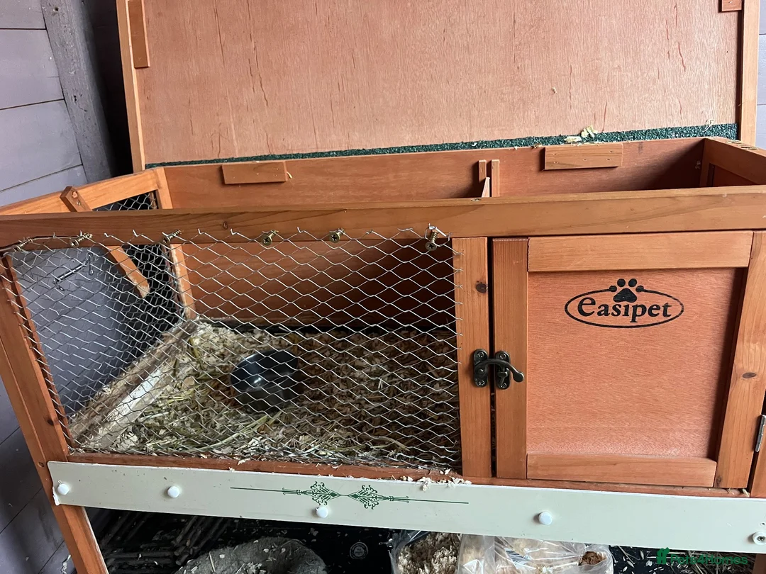 Guinea Pig rodents for sale: Guinea pigs (bonded pair) - Advert 2