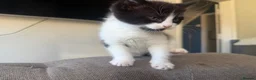 Mixed Breed cats for sale: Ragdoll and shorthair - Advert 9