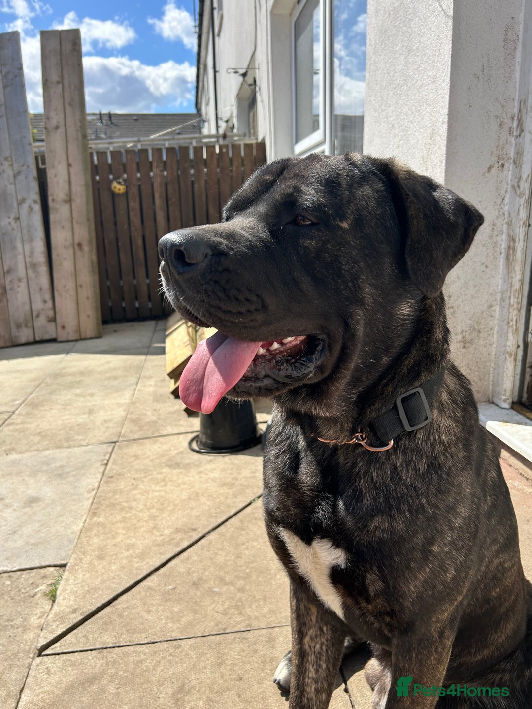 Mixed Breed dogs for sale: Shadow  - Image 6