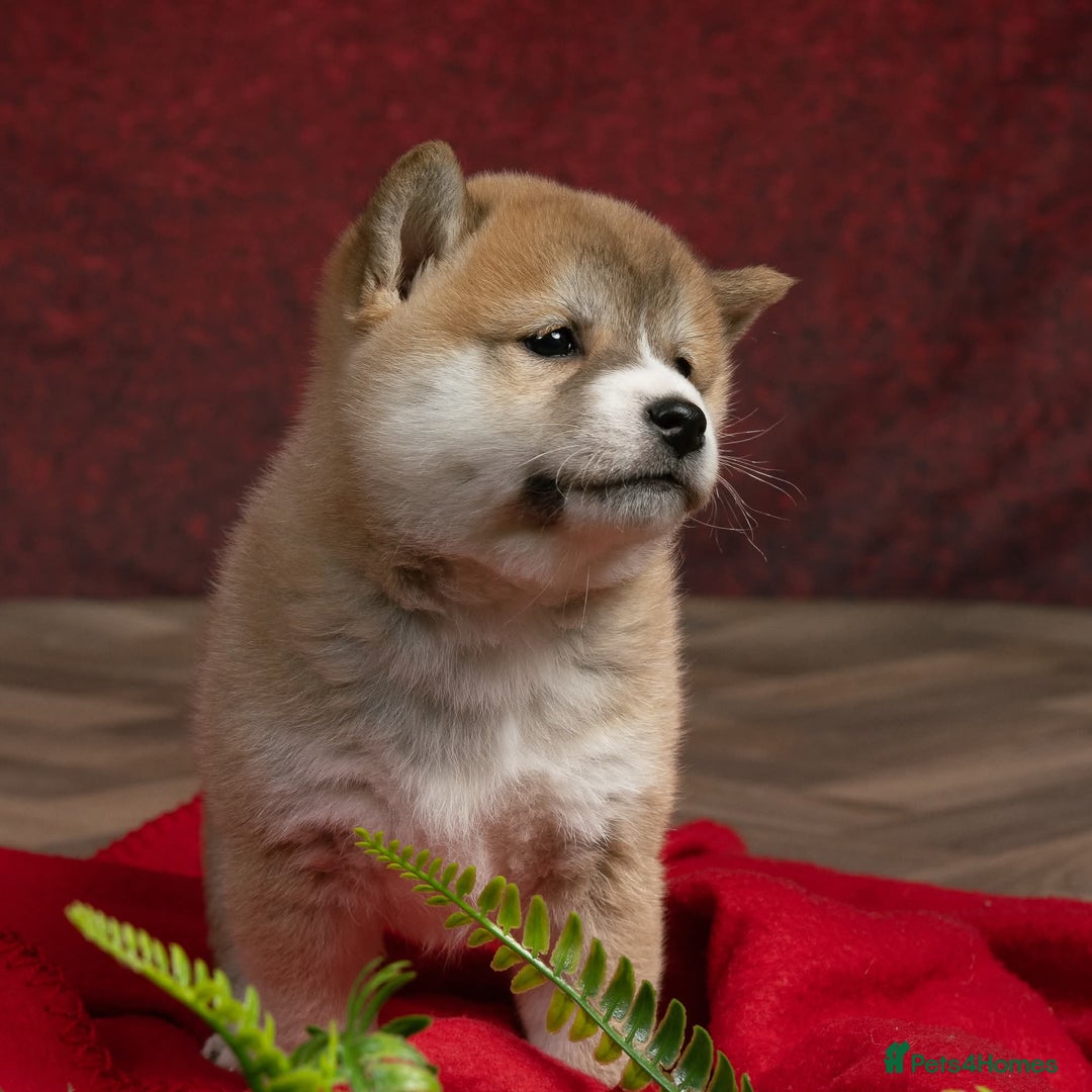 Japanese Shiba Inu dogs for sale: Beautiful KC Reg Japanese Shiba Inu Puppies - Image 5