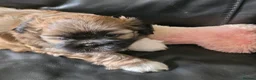 Lhasa Apso dogs for sale: Lahsa apso pups 4 Lhasa  in Dewsbury - Advert 11