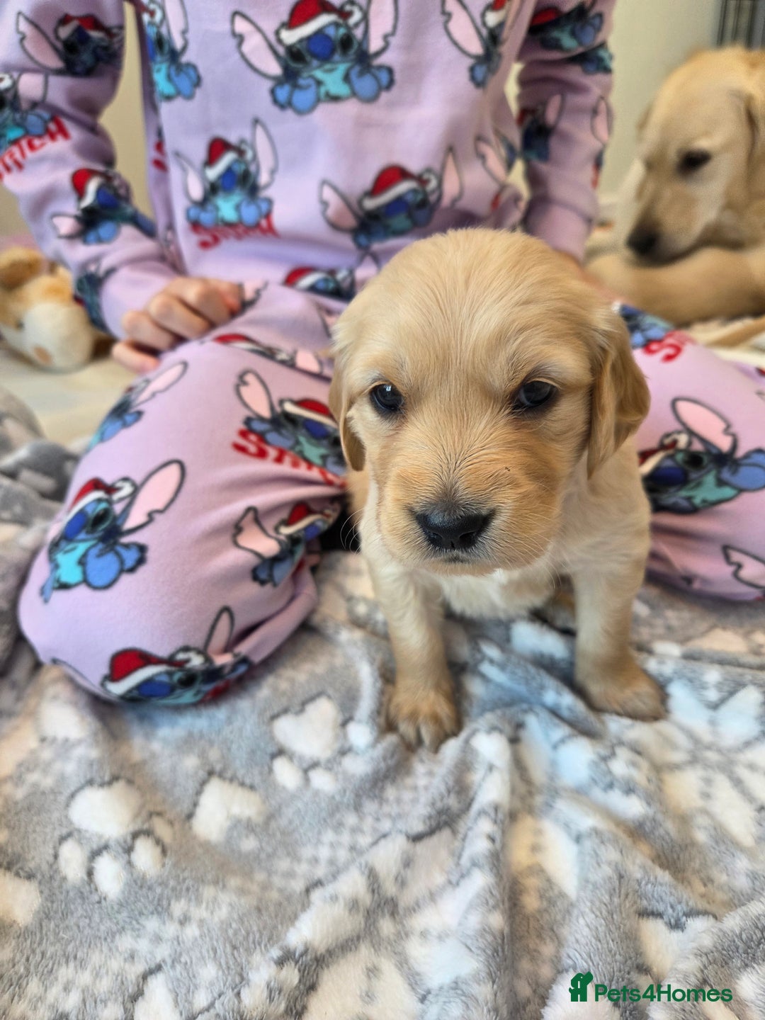 Golden Retriever dogs for sale: KC registered Beautiful Golden retriever puppies  - Advert 33