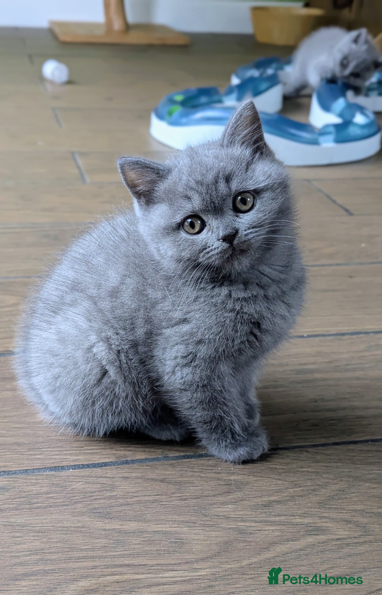 Scottish Fold cats Beautiful pedigree Scottish Straight kittens  - Advert 2
