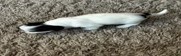 Havanese dogs for sale: Beautiful KC Registered Havanese Puppies - Advert 6