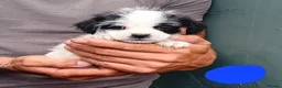 Shihpoo dogs for sale: The tiniest puppies available READY NOW  - Advert 12