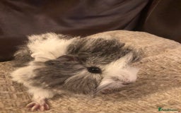 Guinea Pig rodents for sale: Gorgeous girl Guineapig baby - Image 3