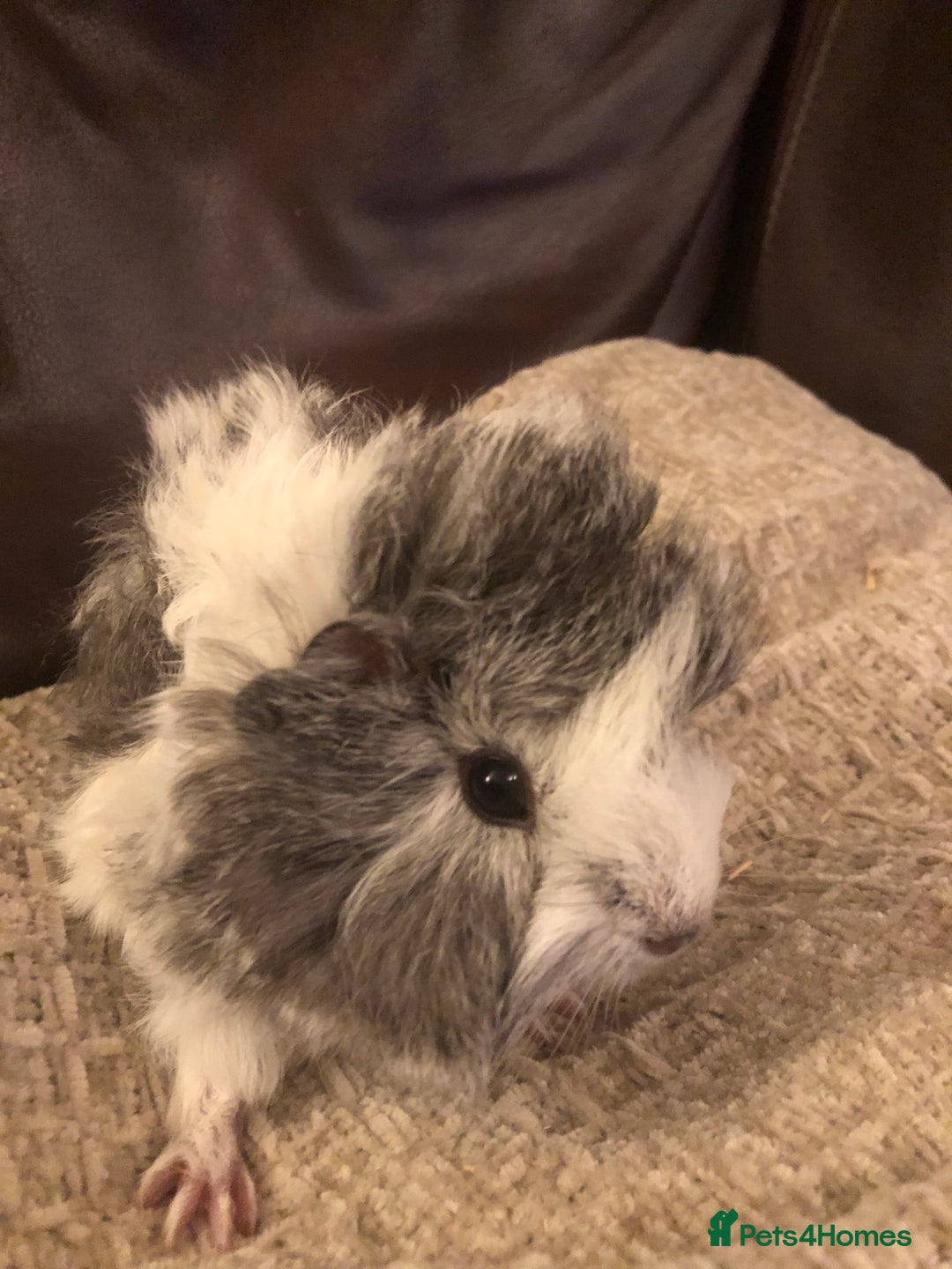 Guinea Pig rodents for sale: Gorgeous girl Guineapig baby - Image 3