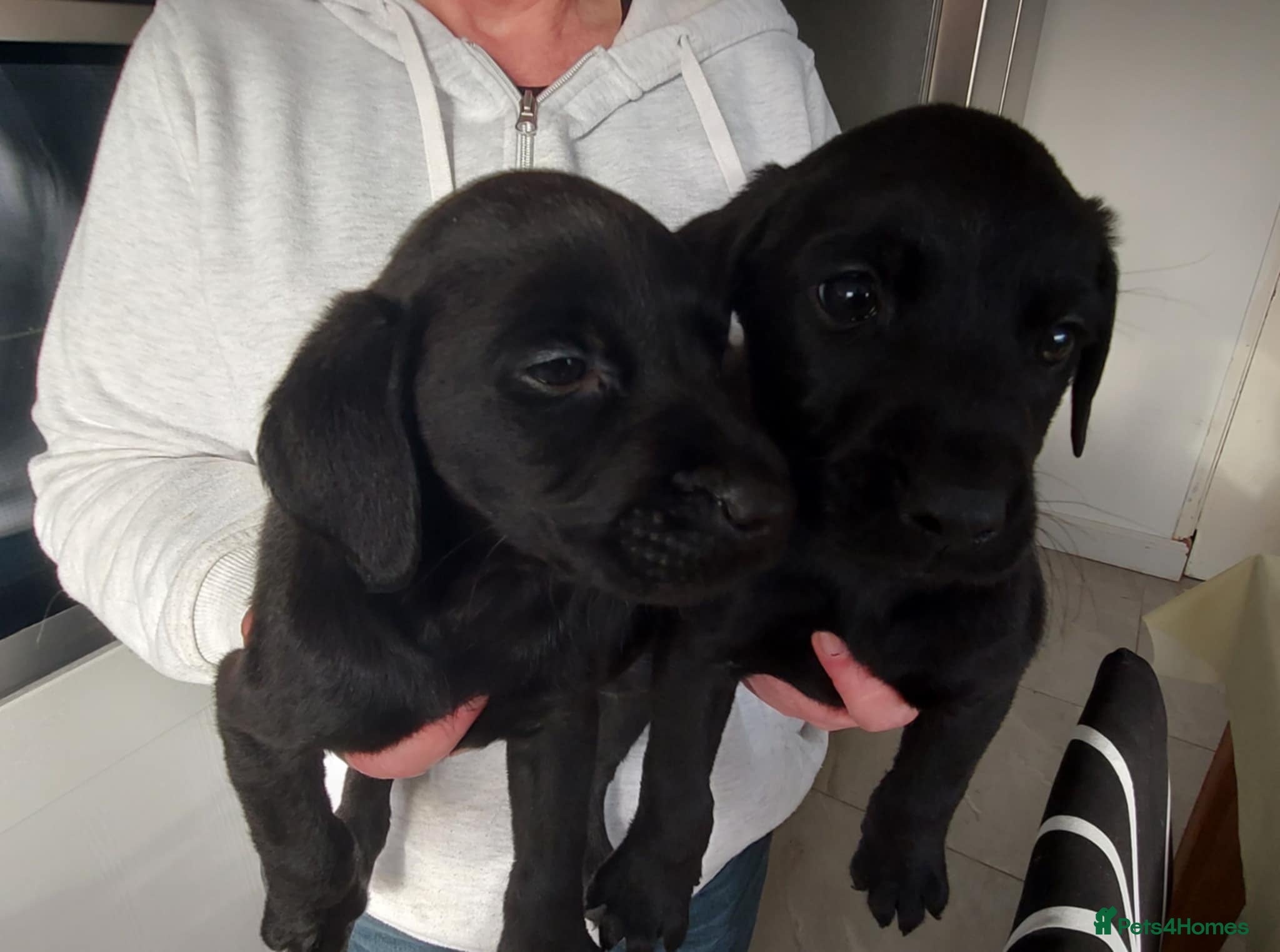 Labrador Retriever dogs Labrador puppies - Advert 2