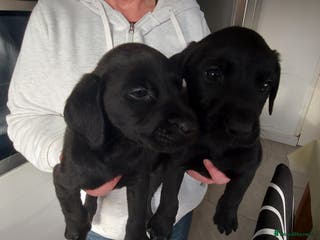 Labrador Retriever dogs Labrador puppies - Advert 2