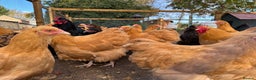 Chickens poultry for sale: Buff Orpingtons and Cream Legbar  - Advert 1