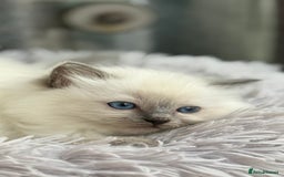 Ragdoll cats for sale: 3 Beautiful Female Blue Point Ragdoll Kittens - Image 2
