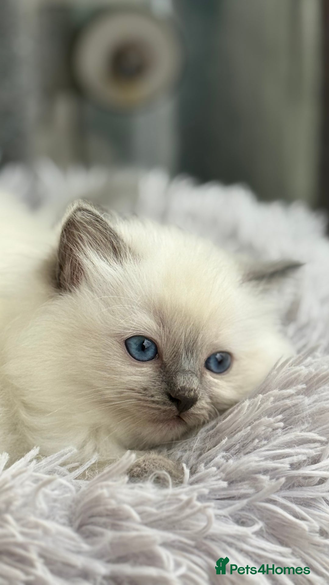 Ragdoll cats for sale: 3 Beautiful Female Blue Point Ragdoll Kittens - Image 2