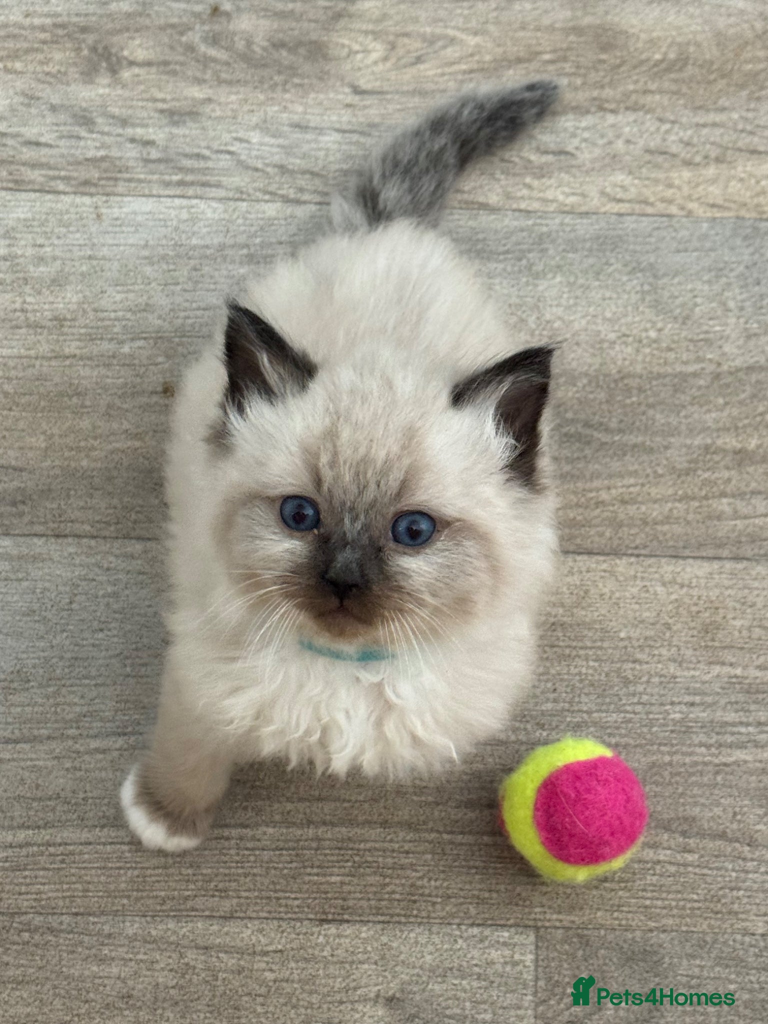 Ragdoll cats Stunning Ragdoll Kittens - Advert 14