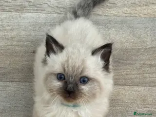 Ragdoll cats Stunning Ragdoll Kittens - Advert 14