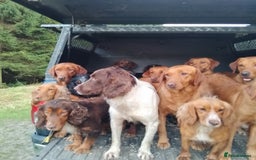Cocker Spaniel dogs for sale: Kc reg working Cocker spaniels  born 13th July  - Image 7
